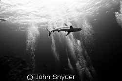 Shark swimming in divers bubbles. B/W for effect. by John Snyder 